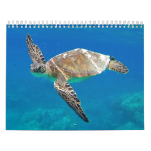 Hawaii-Schildkröten Kalender