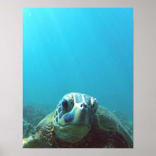 Hawaii Sea Turtle Poster (Vorne)