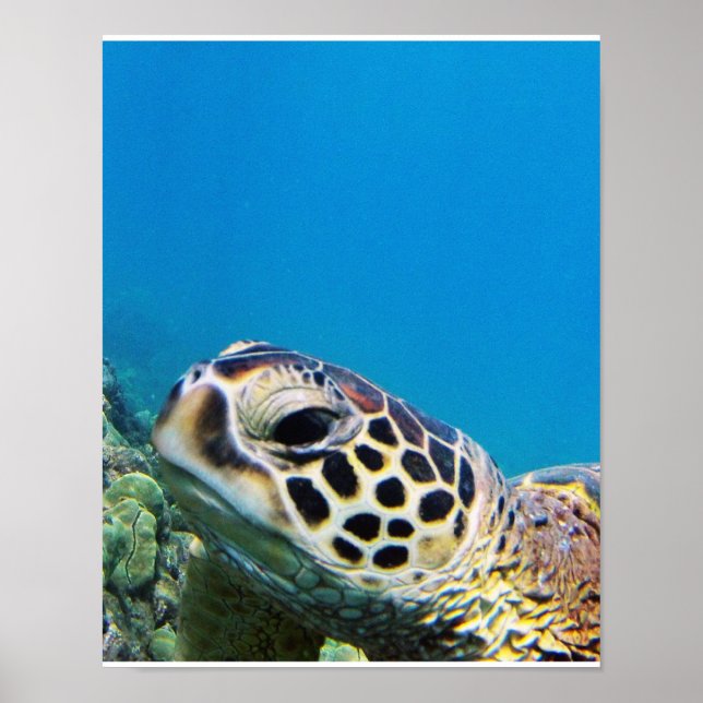 Hawaii Sea Turtle Poster (Vorne)