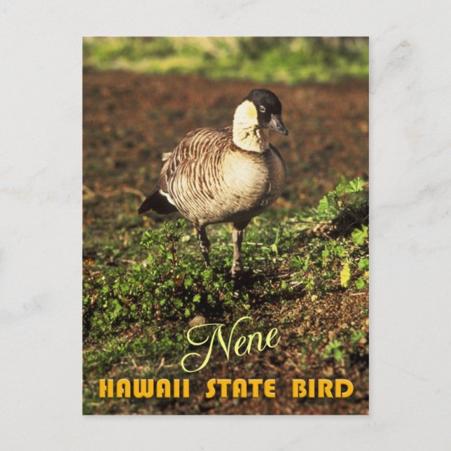 Hawaii Staat Bird - Nene oder Hawaiian Goose Postkarte (Vorderseite)