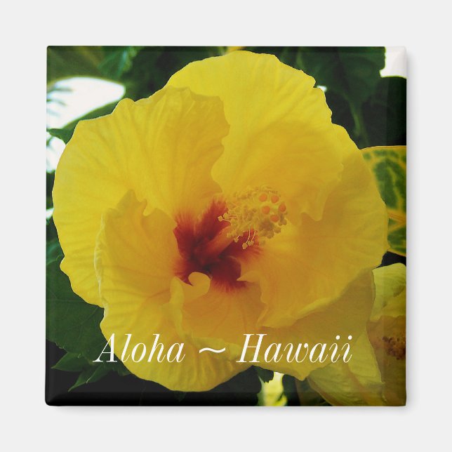 Hawaii Staat Blume Gelber Hibiskus Magnet (Vorne)