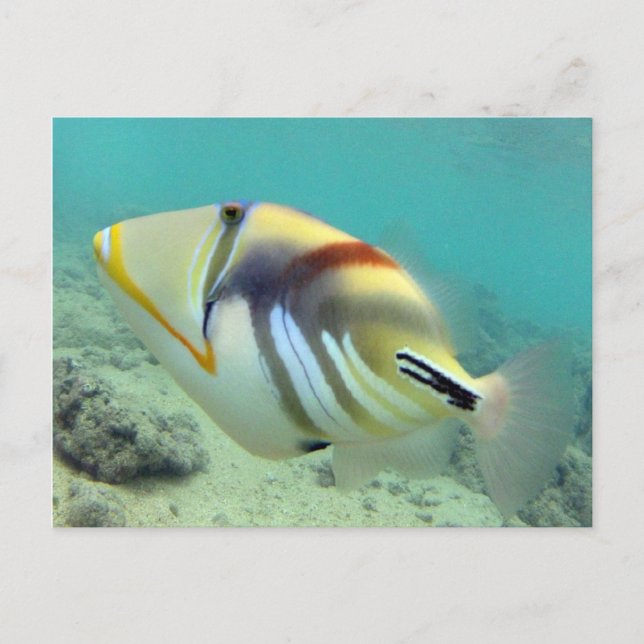 Hawaii Staat Fish - Humuhumunukunukuapua'a Postkarte (Vorderseite)