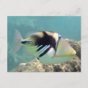 Hawaii Staat Fish - Humuhumunukunukuapua'a Postkarte