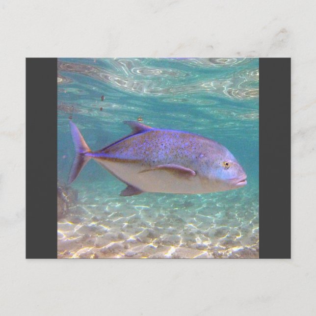 Hawaii Trevally Fish Postkarte (Vorderseite)