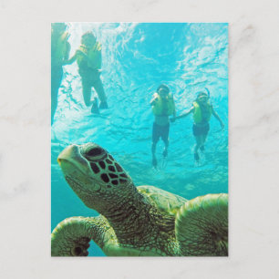 Hawaii Turtle and Snorkelers Postkarte