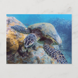 Hawaii Turtle Postkarte