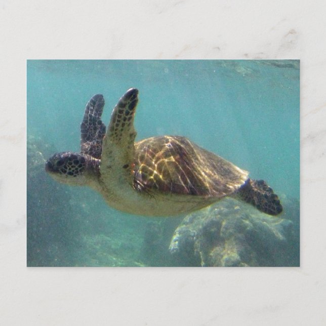 Hawaii Turtle Postkarte (Vorderseite)