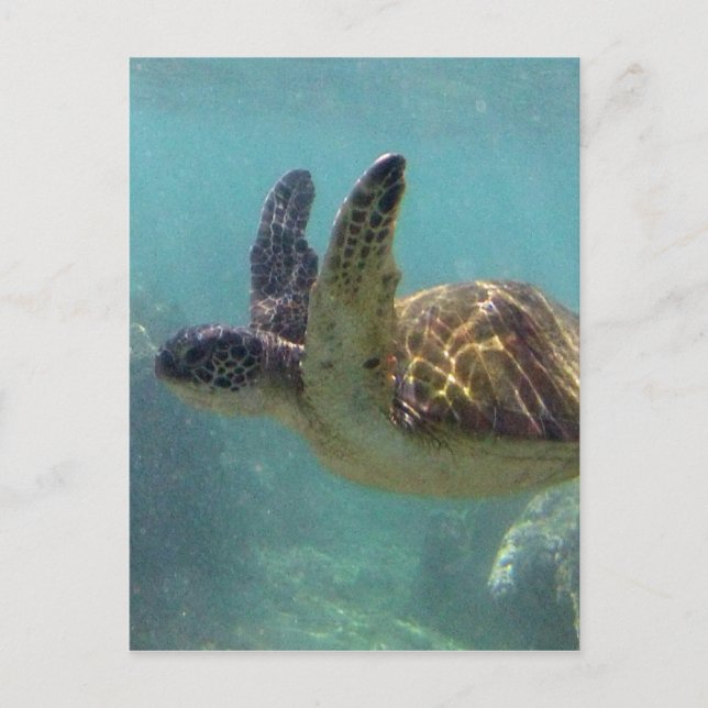 Hawaii Turtle Postkarte (Vorderseite)