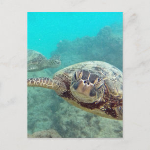 Hawaii Turtles - Honu Postkarte