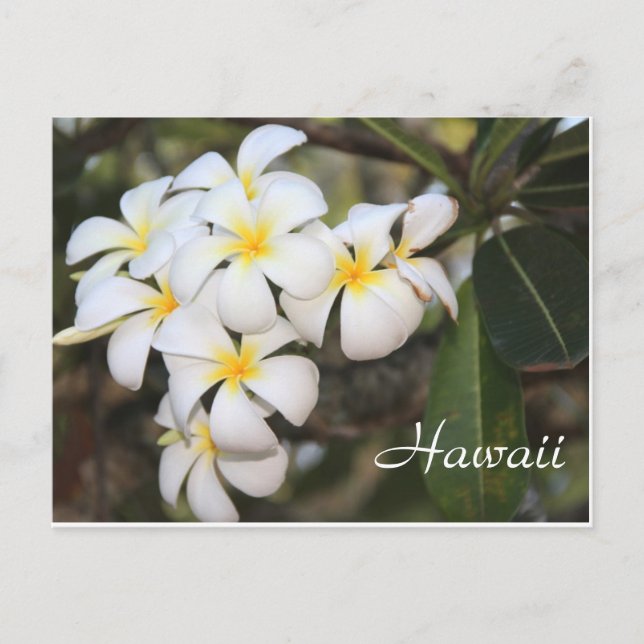 Hawaii, weiße Blume, Postkarte (Vorderseite)
