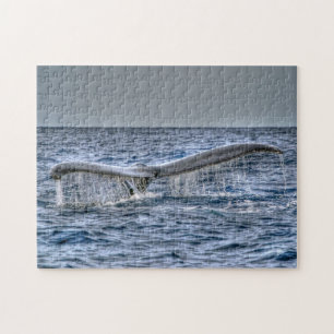 Hawaii Whale Fluke