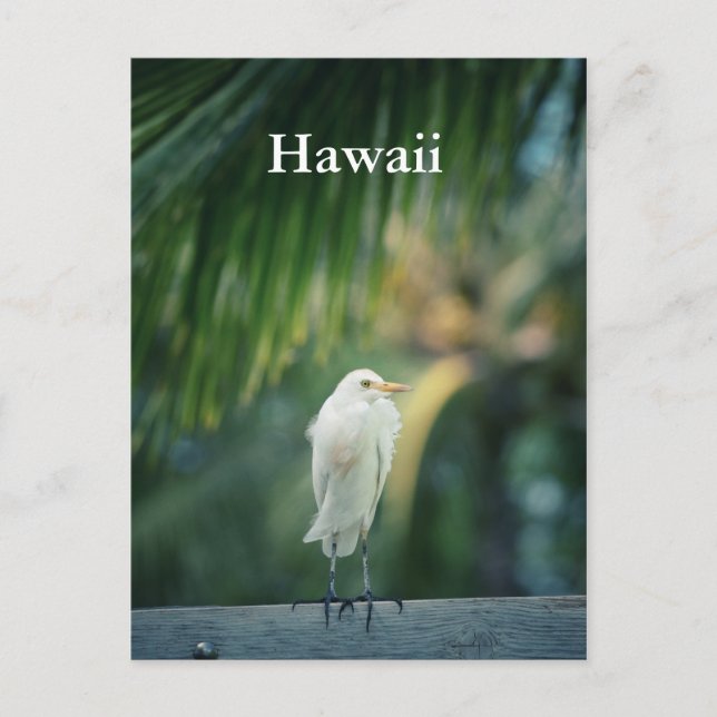 Hawaii White Heron Postcard Postkarte (Vorderseite)