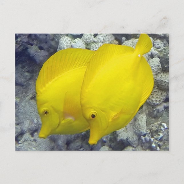 Hawaii Yellow Tang Fish Postkarte (Vorderseite)