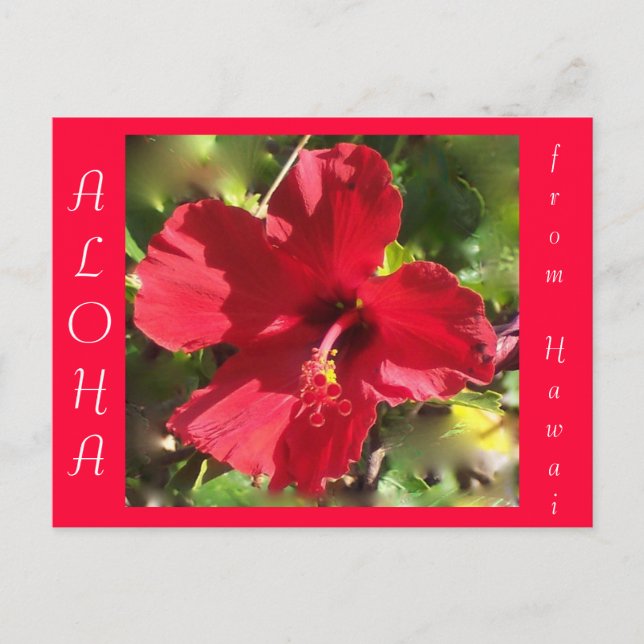 Hawaiian Aloha Red Hibiskus Blume Postkarte (Vorderseite)