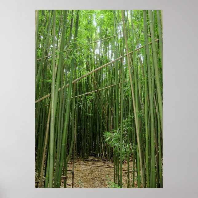 Hawaiian Bamboo Forest Poster (Vorne)