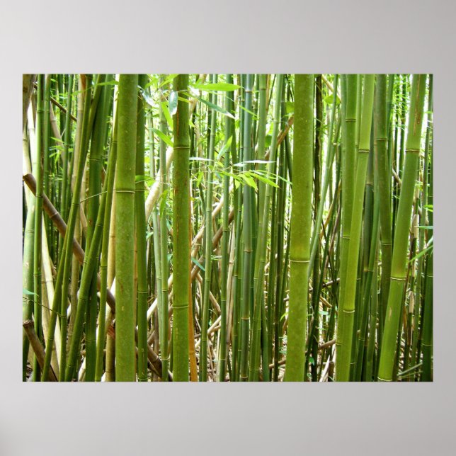 Hawaiian Bamboo Poster (Vorne)