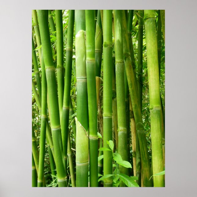 Hawaiian Bamboo Poster (Vorne)