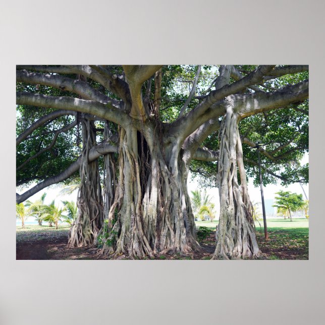 Hawaiian Banyan Tree Poster (Vorne)