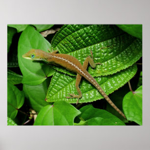 Hawaiian Chameleon Poster