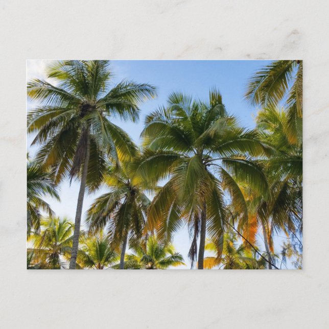 Hawaiian Exotic Beach Palm Trees Postkarte (Vorderseite)