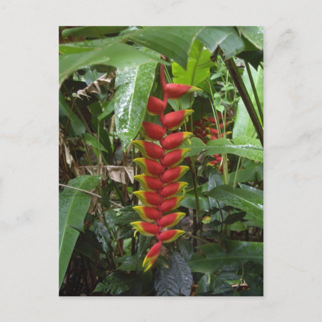 Hawaiian Firecracker Postkarte (Vorderseite)