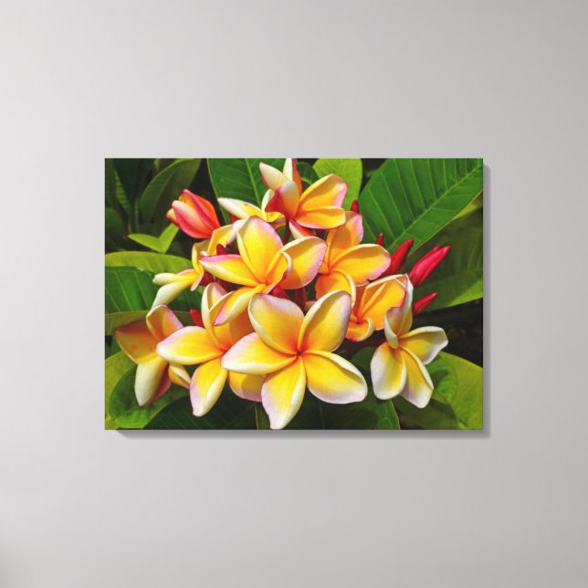 Hawaiian Frangipani Leinwanddruck (Vorderseite)