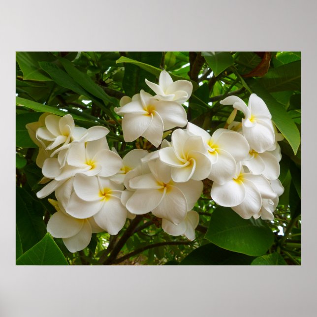 Hawaiian Frangipani Poster (Vorne)
