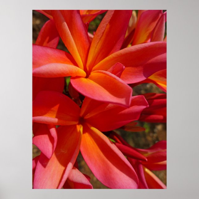 Hawaiian Frangipani Poster (Vorne)