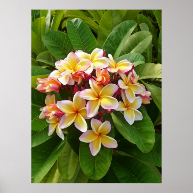 Hawaiian Frangipani Poster (Vorne)