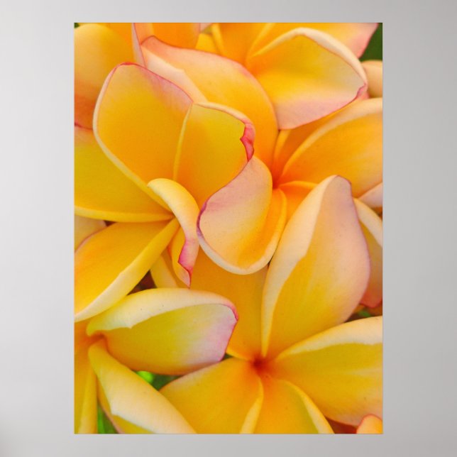 Hawaiian Frangipani Poster (Vorne)