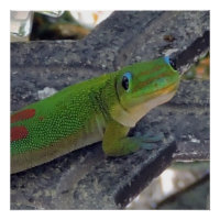 Hawaiian Gecko
