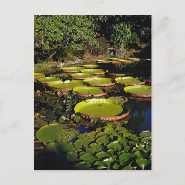 Hawaiian Giant Lily Pads Postkarte (Vorderseite)
