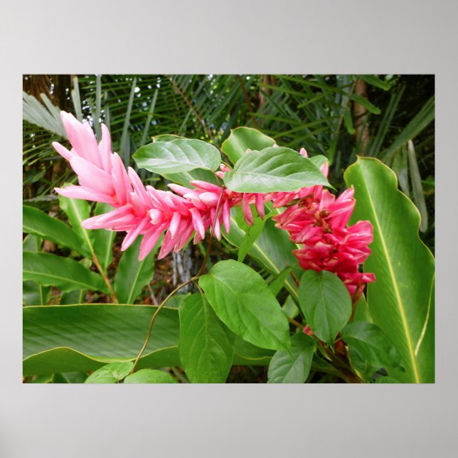 Hawaiian Ginger Poster (Vorne)