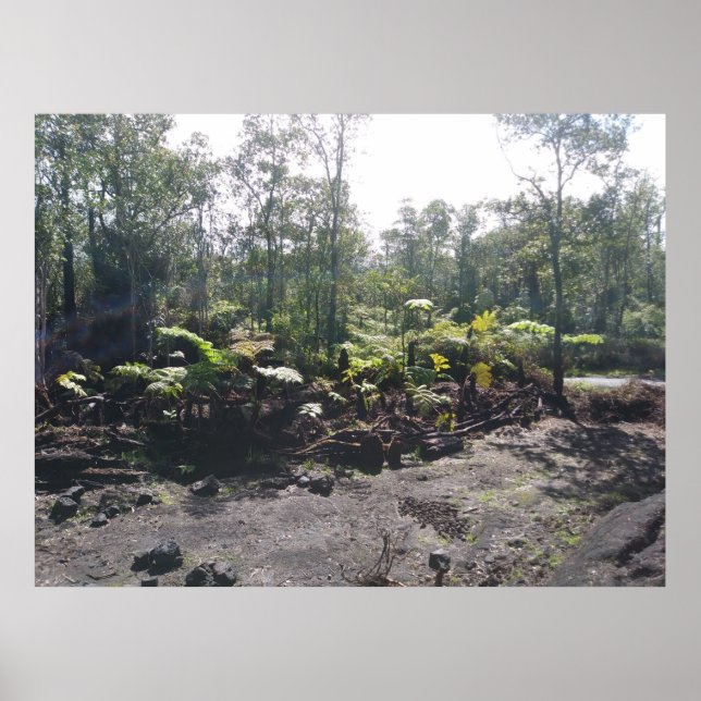 HAWAIIAN HAPUU FERNS POSTER (Vorne)