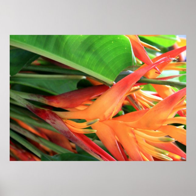 Hawaiian Heliconia Blume Poster (Vorne)
