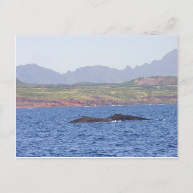 Hawaiian Humpback Whales Postkarte (Vorderseite)