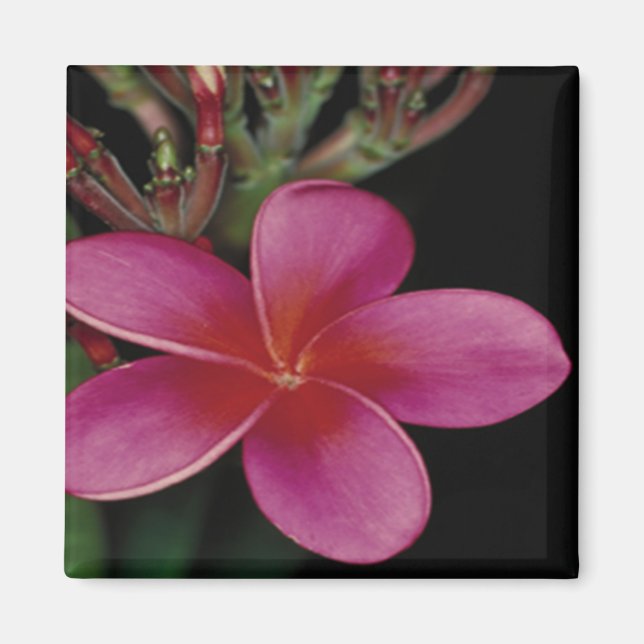 Hawaiian Magnet (Vorne)