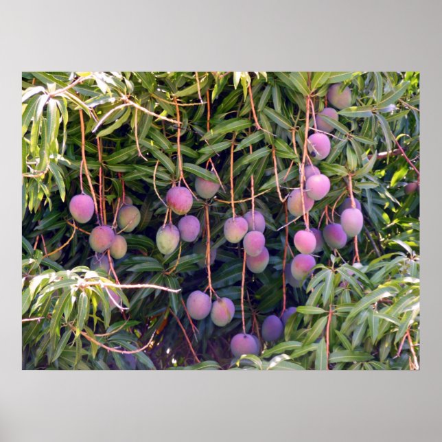 Hawaiian Mangoes Poster (Vorne)