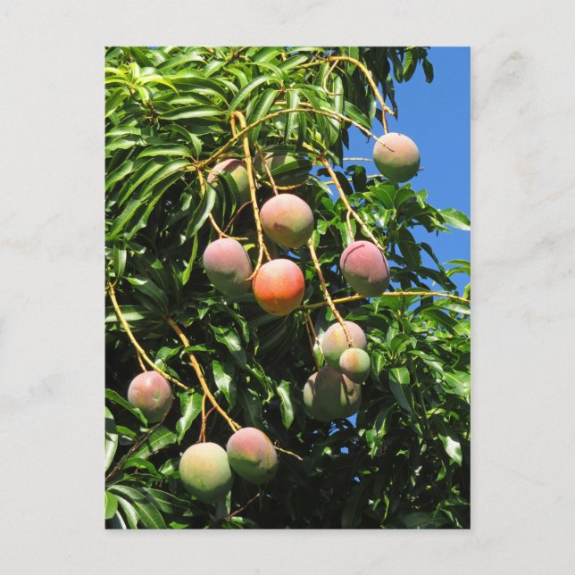 Hawaiian Mangoes Postkarte (Vorderseite)