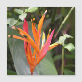 Hawaiian Orange Bird of Paradise Blume Magnetkarte