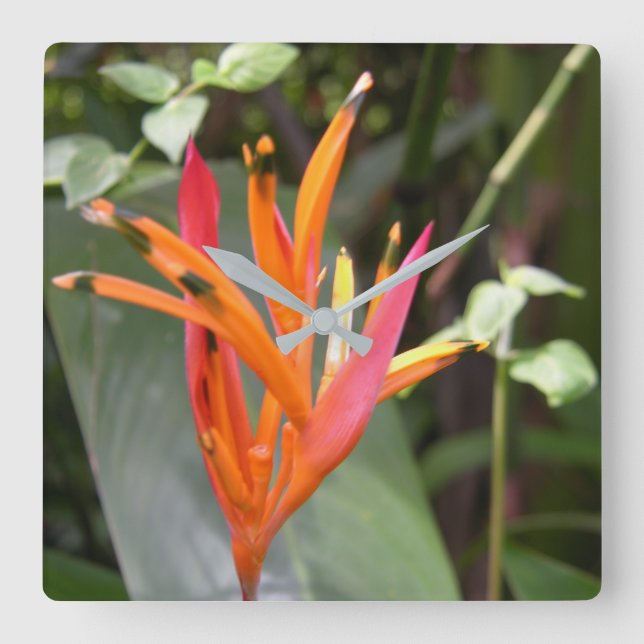 Hawaiian Orange Bird of Paradise Blume Quadratische Wanduhr (Vorderseite)