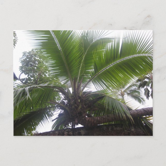 Hawaiian Palm Tree Nah Postkarte (Vorderseite)