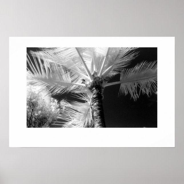 Hawaiian Palm Tree Poster (Vorne)