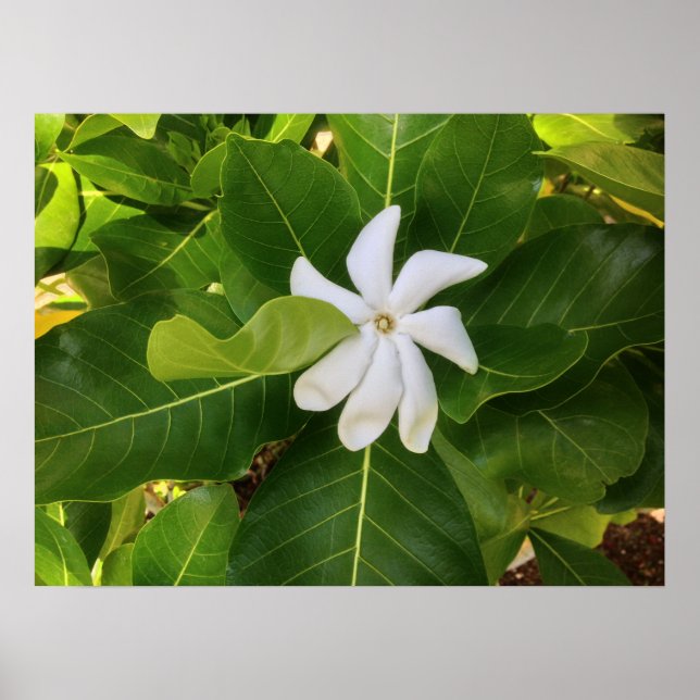 Hawaiian Pikake Jasmine Blossom Poster (Vorne)