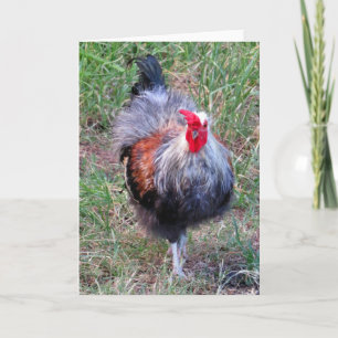 Hawaiian Rooster Karte