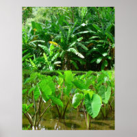 Hawaiian Taro Patch