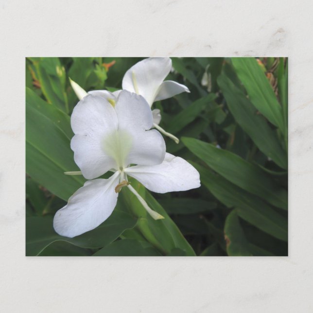 Hawaiian White Ginger Blume Postkarte (Vorderseite)