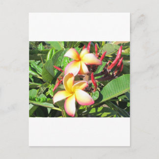 Hawaiianische Blume - schöne gelbe Blüten Postkarte