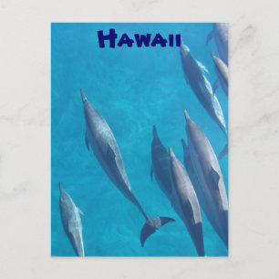 Hawaiianische Delphine Postkarte
