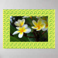 Hawaiianische Frangipani Blütenblüten Plumerias